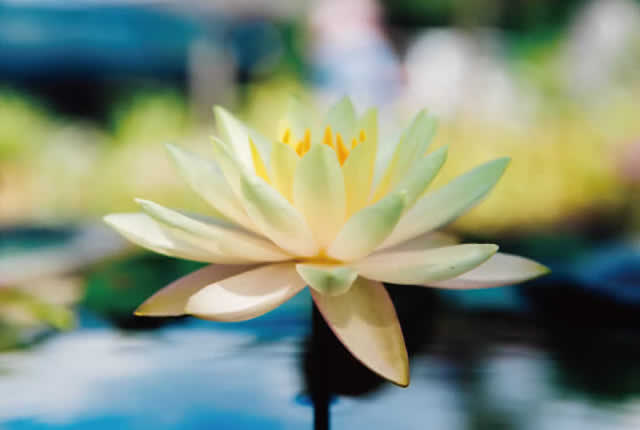 蓮の花